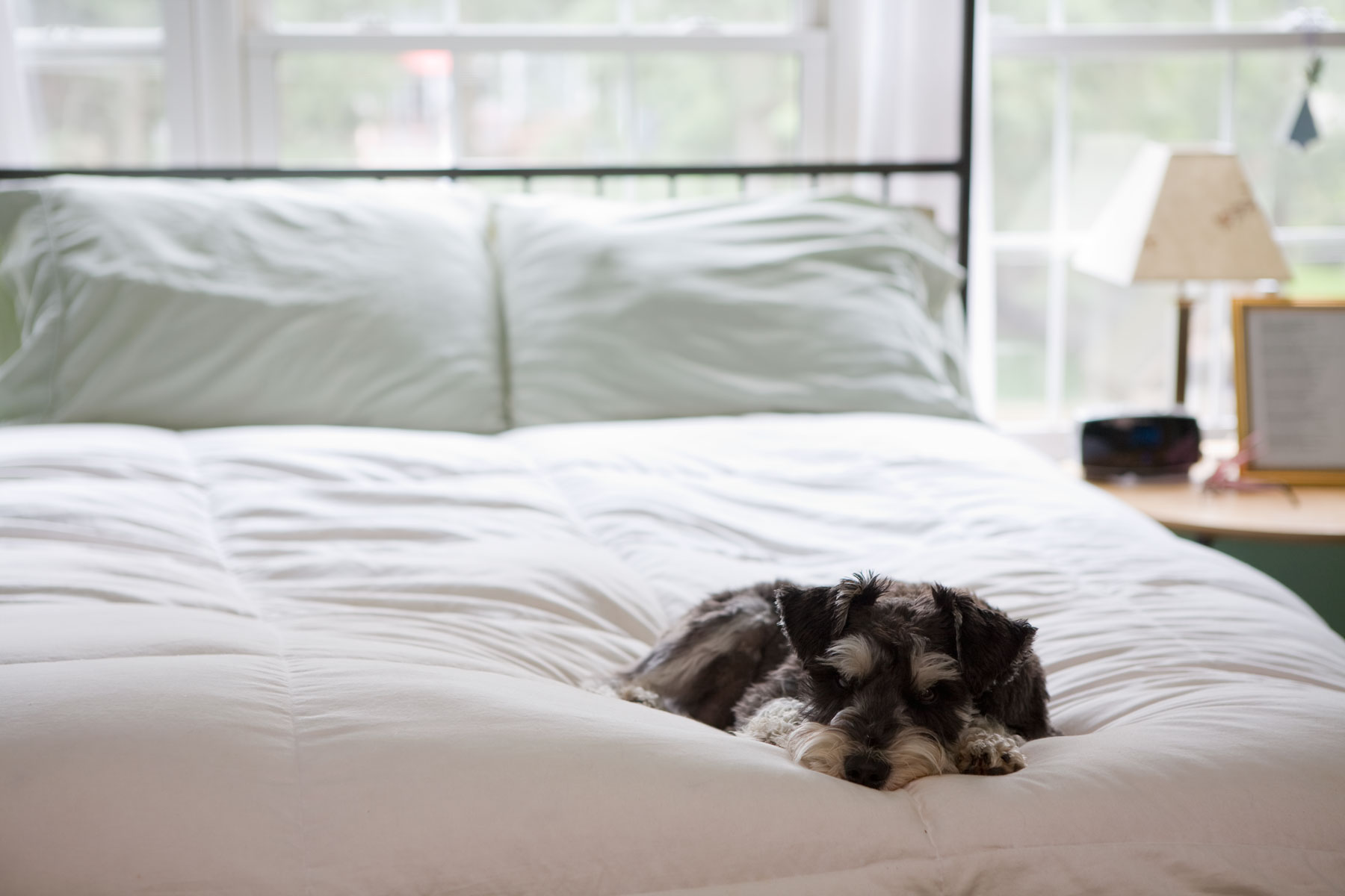 Grey and white schnauzer lying on bed with white comforter.